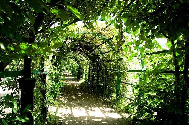 porostlá pergola