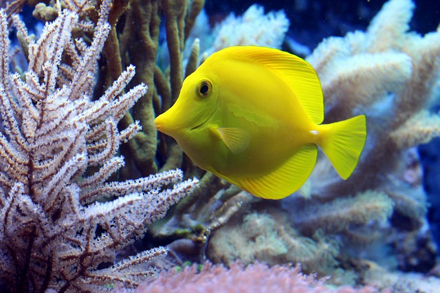žlutá rybička.jpg